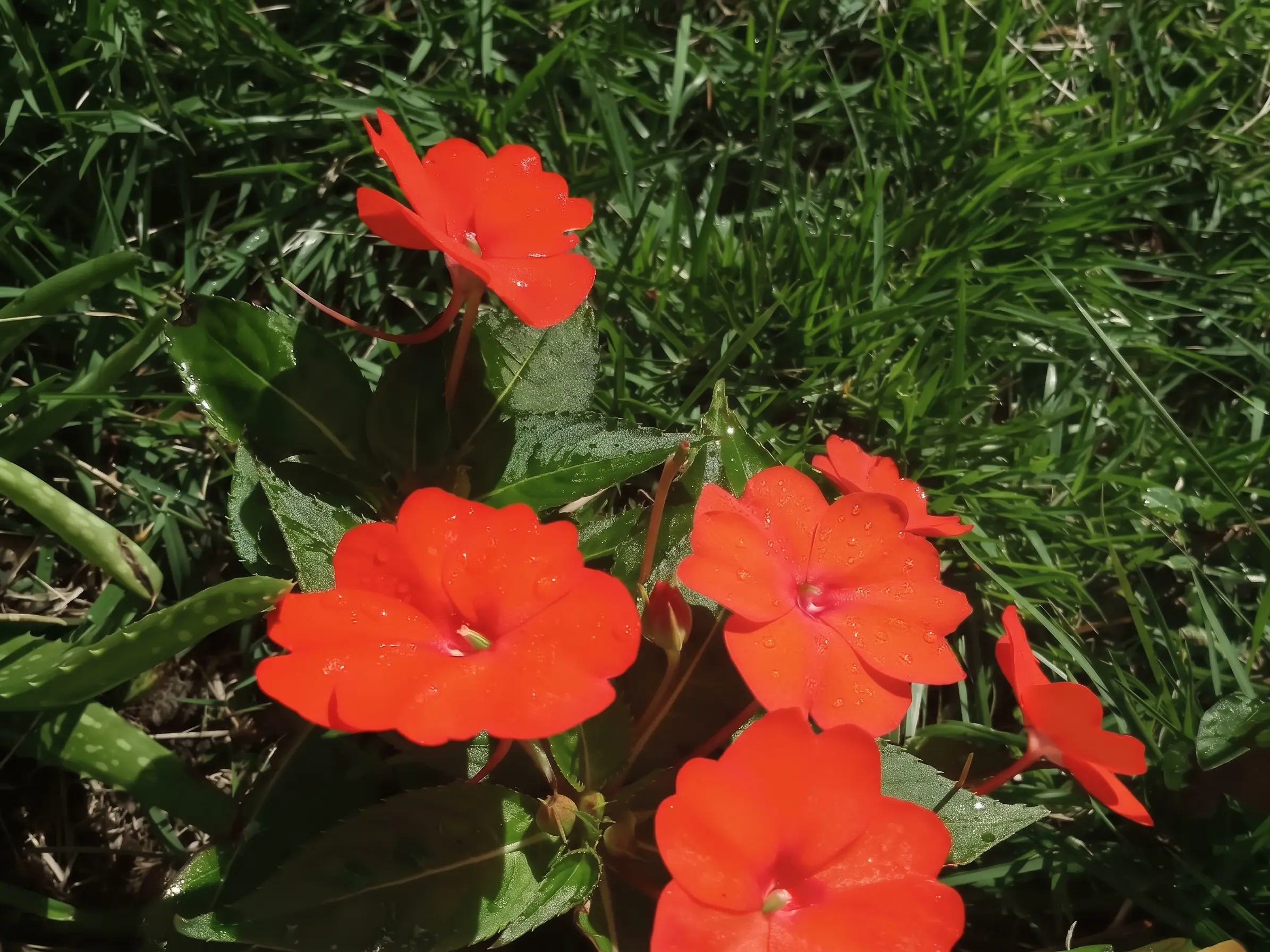 Orange kiss from my garden in spring